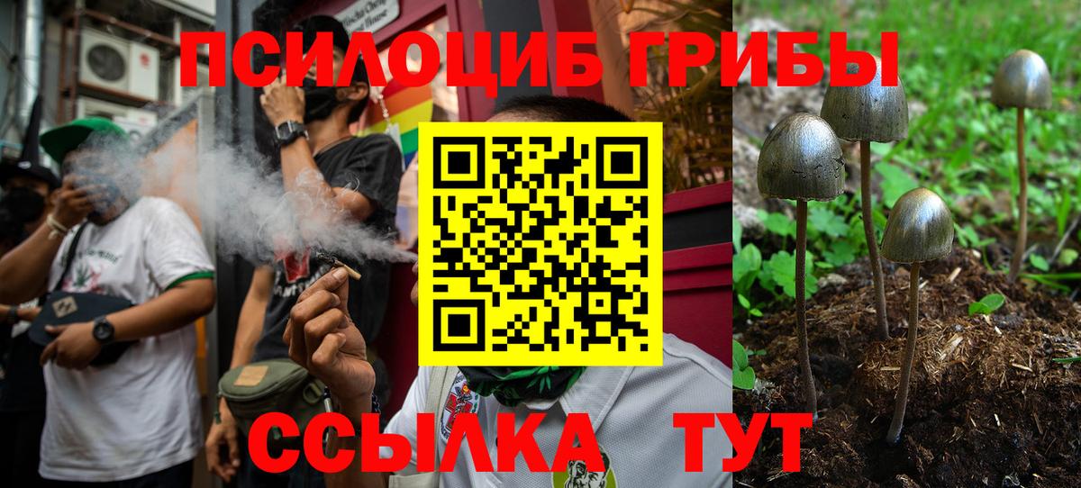 Псилоцибиновые грибы прущие грибы  Менделеевск  Галлюциногенные грибы Psilocybine cubensis 